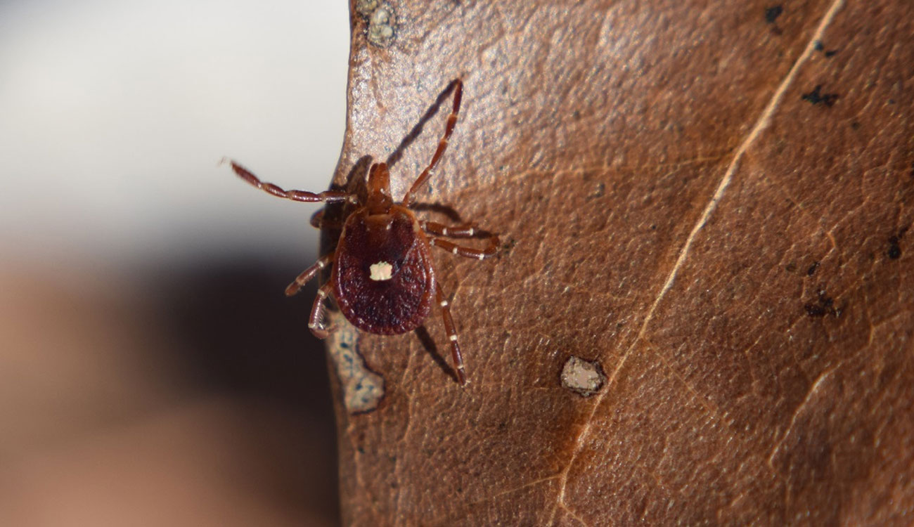 Lonestar tick