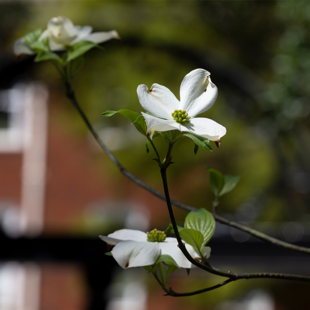 Dogwood flowers in front of the Arch (UGA MarComms) 